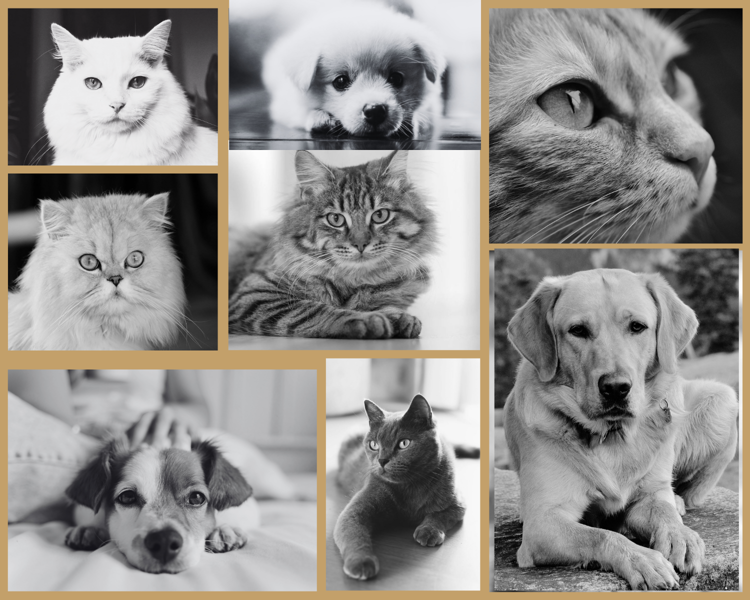 Tips for Maintaining Pet Health for Dogs and Cats