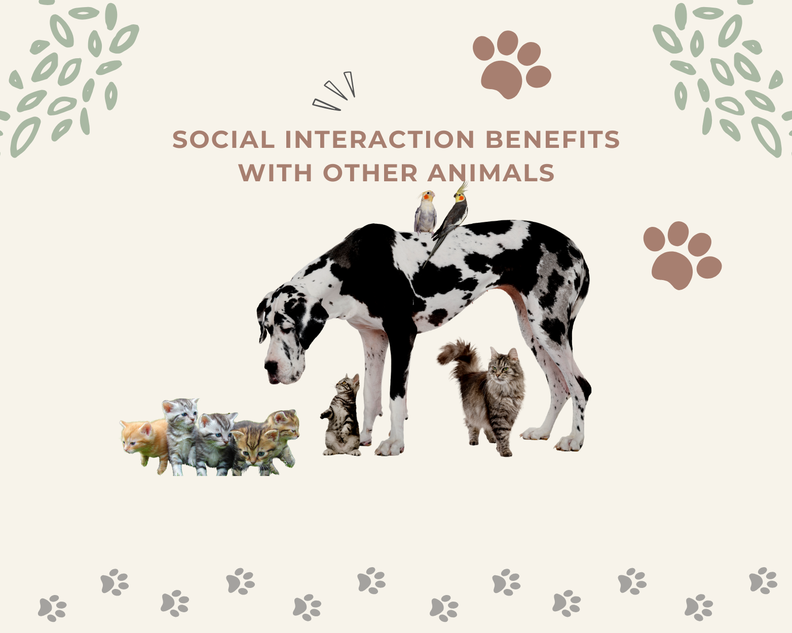 The Benefits of Social Interaction with Other Animals for Dogs and Cats