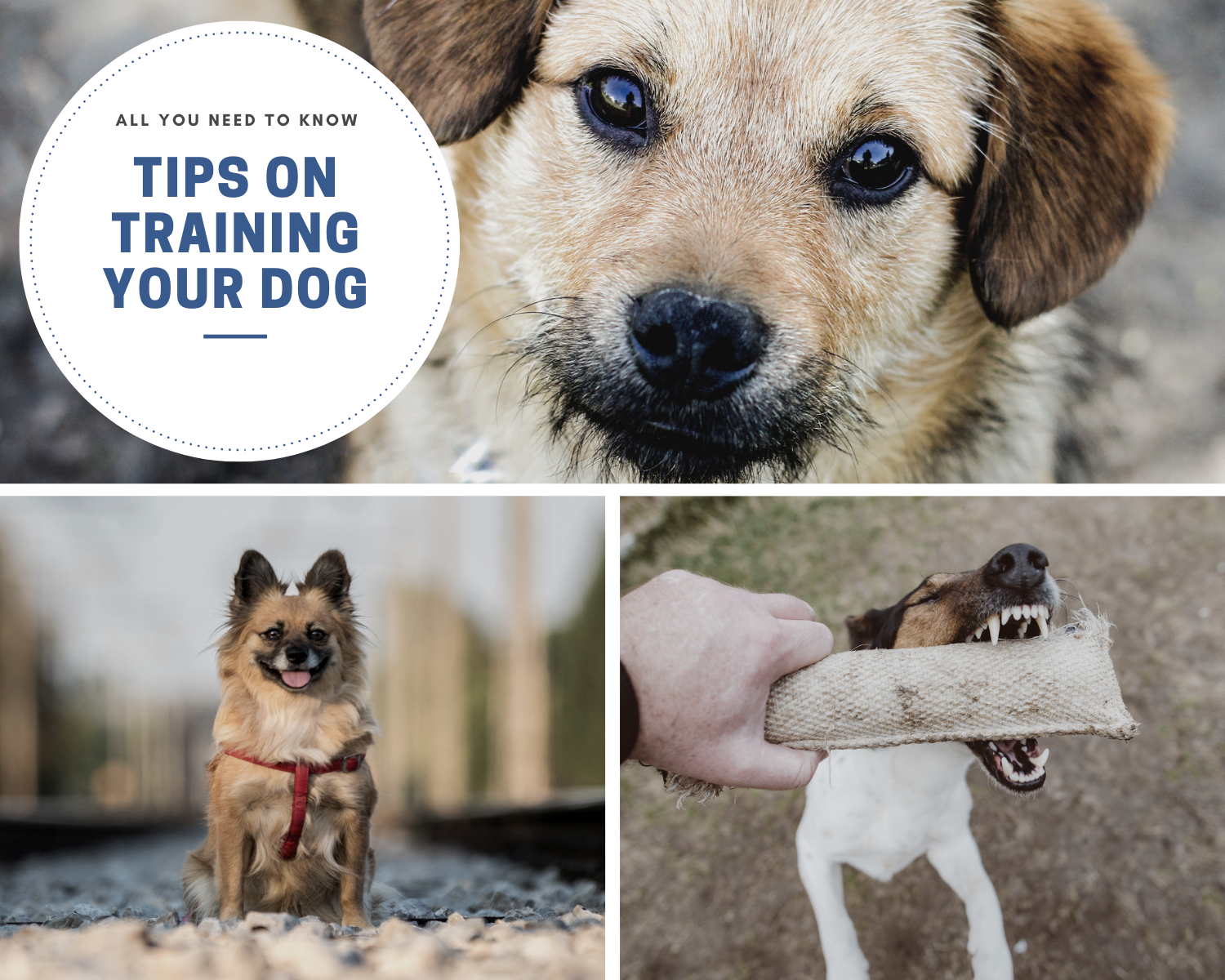 Basic Dog Training Techniques: A Guide for New Dog Owners