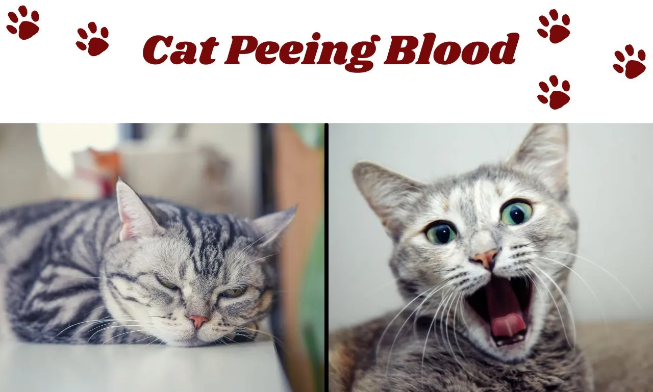 Cat Peeing Blood