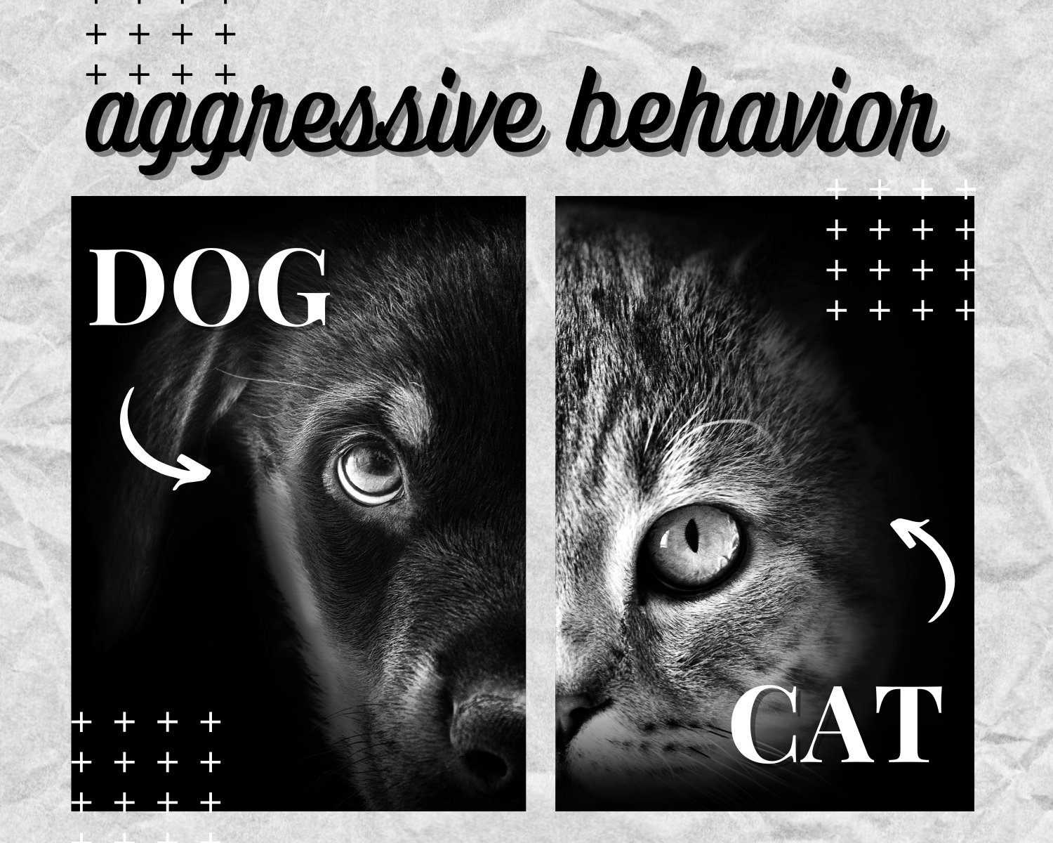 Handling Aggressive Behavior in Dogs and Cats: A Guide for Pet Owners